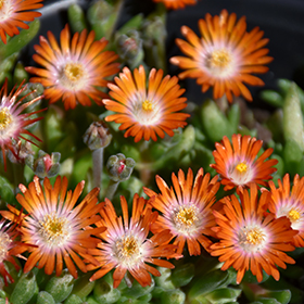 Plant Photo 8
