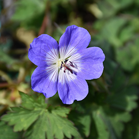 Plant Photo 9