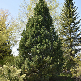 Plant Photo 9
