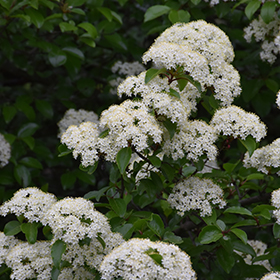 Plant Photo 7