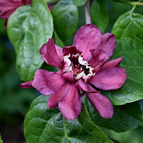 Plant Photo 4