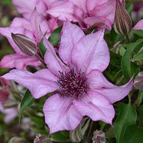 Plant Photo 7