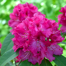 Plant Photo 10