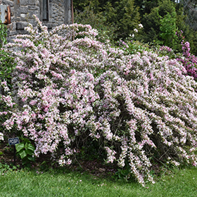 Plant Photo 9