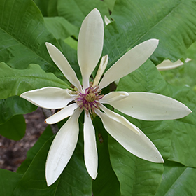 Plant Photo 8