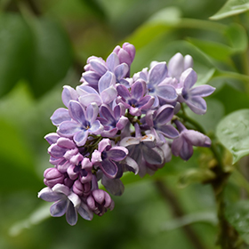 Plant Photo 10