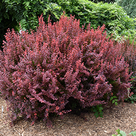 Plant Photo 4