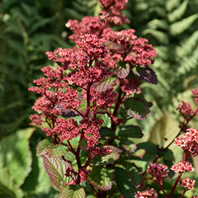 Plant Photo 8