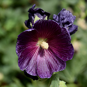 Plant Photo 4