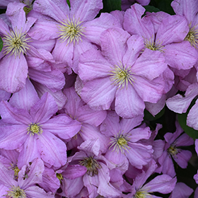 Plant Photo 3
