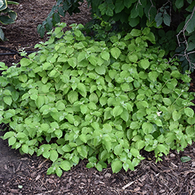 Plant Photo 6