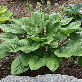 Plant Photo 4