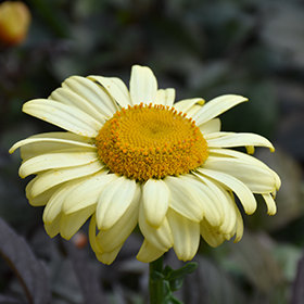 Plant Photo 1