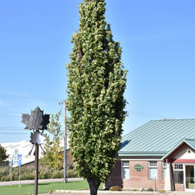 Plant Photo 8