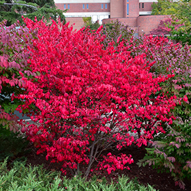 Plant Photo 6