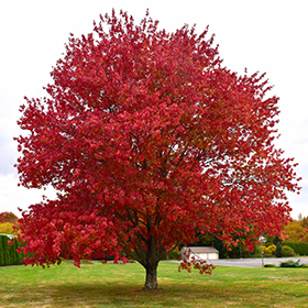Plant Photo 8