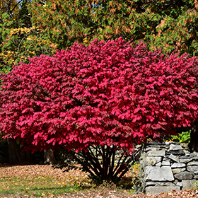 Plant Photo 5