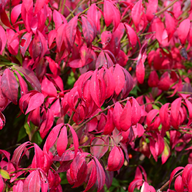 Plant Photo 7