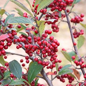 Plant Photo 9