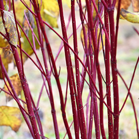 Plant Photo 8