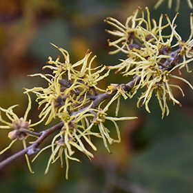 Plant Photo 7