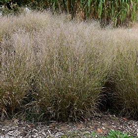 Plant Photo 3