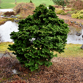Plant Photo 6