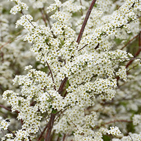 Plant Photo 1