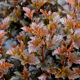 Plant Photo 9