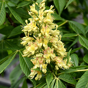 Plant Photo 6