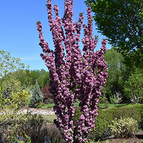 Plant Photo 1