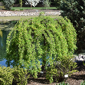 Plant Photo 4