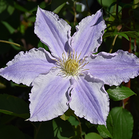 Plant Photo 9