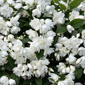 Plant Photo 8