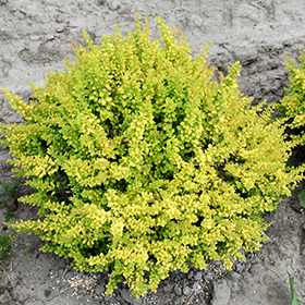 Plant Photo 9