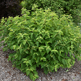 Plant Photo 5