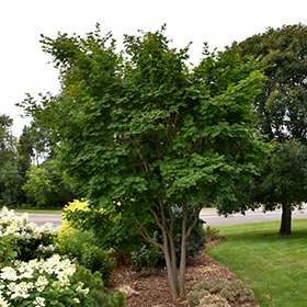 Plant Photo 5
