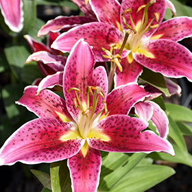 Plant Photo 1