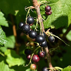 Plant Photo 9