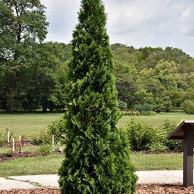 Plant Photo 10