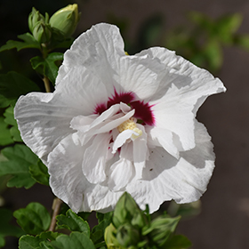 Plant Photo 5