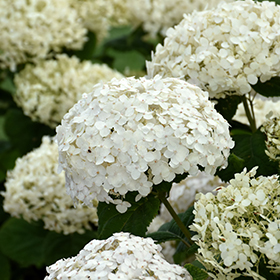 Plant Photo 4