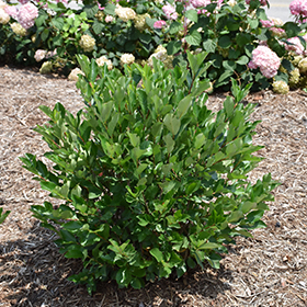 Plant Photo 8