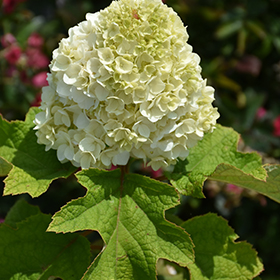 Plant Photo 6