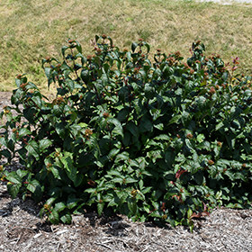 Plant Photo 4