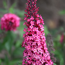 Plant Photo 1