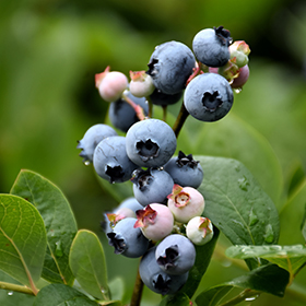 Plant Photo 1