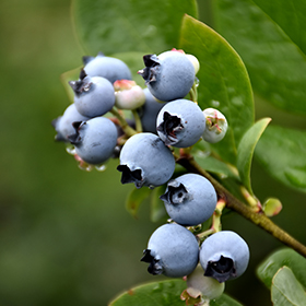 Plant Photo 9