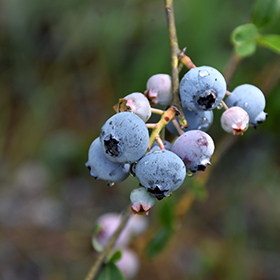 Plant Photo 9