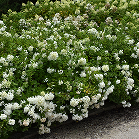 Plant Photo 5